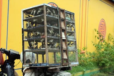 Around 2,700 Birds On Sale in Illegal Markets in Medan (November 29, 2015)